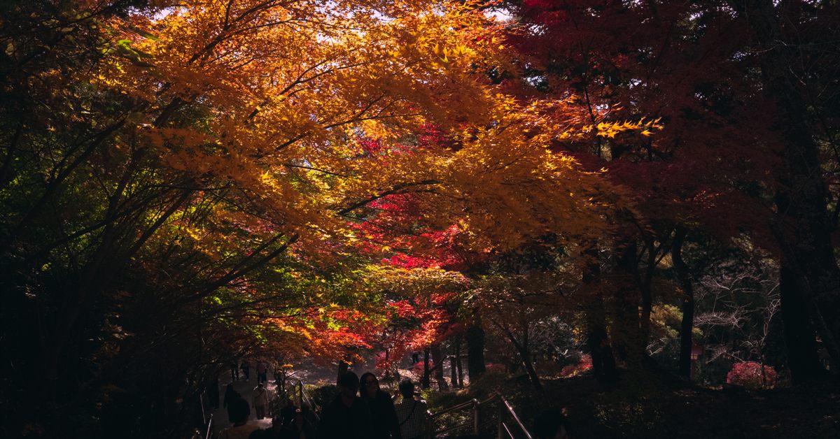 Autumn foliage tunnel in Japan